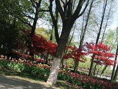 -上海鲜花港