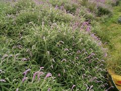 -中国香山·寿香谷