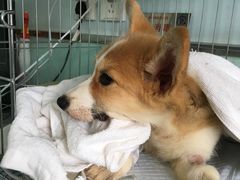 -纳吉亚猫专科动物医院博雅分院