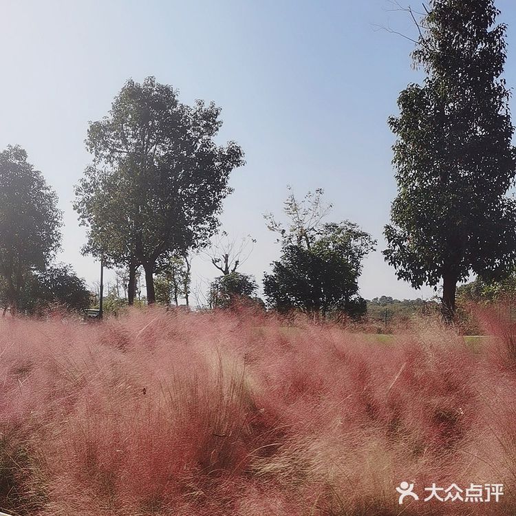 美食什么都有四季广场的花海是真的漂亮