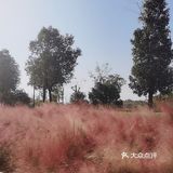 美食什么都有四季广场的花海是真的漂亮