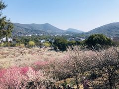 -香雪海
