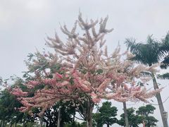 -深圳湾公园(南山区)