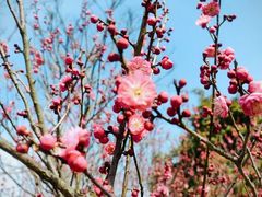 -梅花山(明孝陵内)