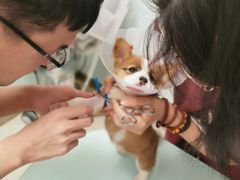 -宠福鑫康馨动物医院·骨科·眼科