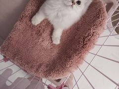 -东方名猫馆·英短金渐层布偶猫舍(环线广场1号楼店)