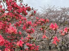 -苏州上方山国家森林公园