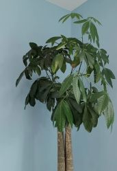 -普睿媞产后直营连锁(天鹅湖万达店)