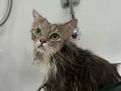 -爱洗澡的猫(望京店)