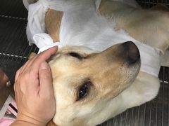 -申普宠物医院·眼科·心内科·影像科(普陀分院)
