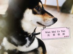 -柴迷FANS CLUB·柴犬狗咖·猫咖