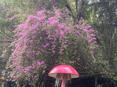 -莫里热带雨林景区