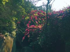 -八婆婆烧仙草(曾厝垵店)