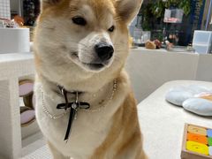 -柴务处·柴犬主题狗咖