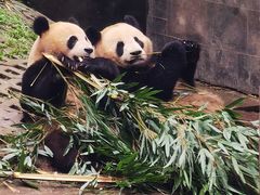 -中国大熊猫保护研究中心雅安碧峰峡基地