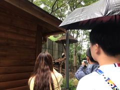 景点-成都大熊猫繁育研究基地
