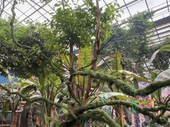 -呀路古热带植物园