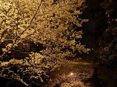 -武汉大学-樱园