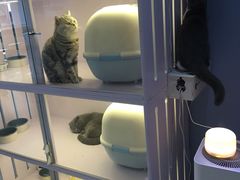 -喵的天空名猫咖啡馆·撸猫·猫舍·用品