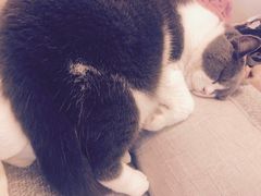 -安安宠医宠物医院·异宠·犬猫内科(岳阳分院)