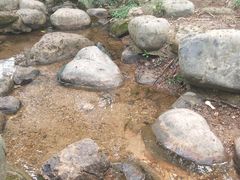 -深圳仙湖植物园-停车场