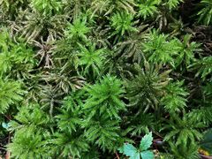 -五营红松林海景区