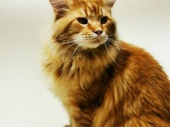 -藏猫猫咖啡主题馆(中央大道店)