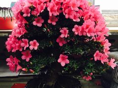 -双季花艺园艺市场(浦东店)