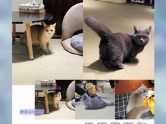 -逗柴咖啡屋·狗咖猫咖宠物桌游