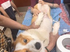 -美联众合动物医院·24h转诊中心