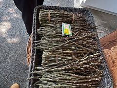-西双版纳原始森林公园