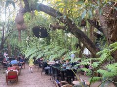 -Fern Forest Cafe