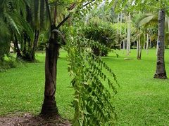 -中国科学院西双版纳热带植物园