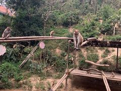 -西双版纳原始森林公园