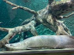 -上海海洋水族馆