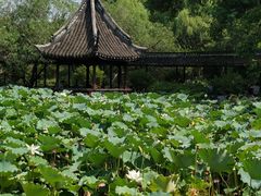 -上海醉白池公园