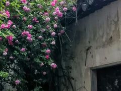 -艺圃