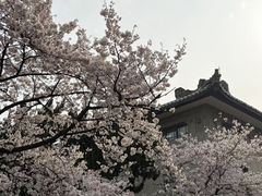 -武汉大学-樱园