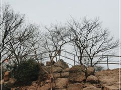 -紫金山山顶公园