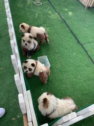 -上美四季动物农场
