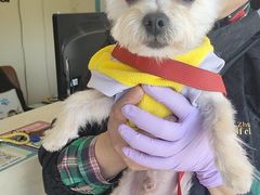 -艾贝尔宠物医院 ·内科全科(梁溪路店)