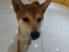 -柴源莊·柴小宠柴犬咖啡