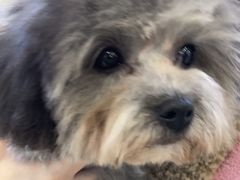 -翊宠yipet猫狗购宠庄园犬舍•猫舍