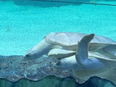 -悉尼海洋生物水族馆