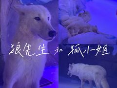 -海合安成都极地海洋公园