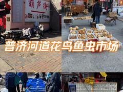 -中环花鸟鱼虫市场