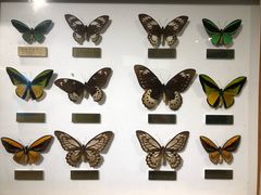 -上海昆虫博物馆