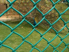 android_upload_pic-广东茂名森林公园