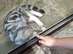 景点-猫咪博物馆(顶澳仔猫街店)