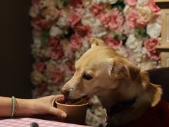 -百好乐宠物友好餐厅(朝外大街店)